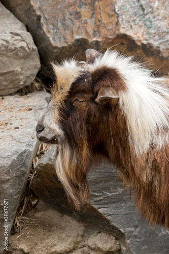 this is a side view of a goat