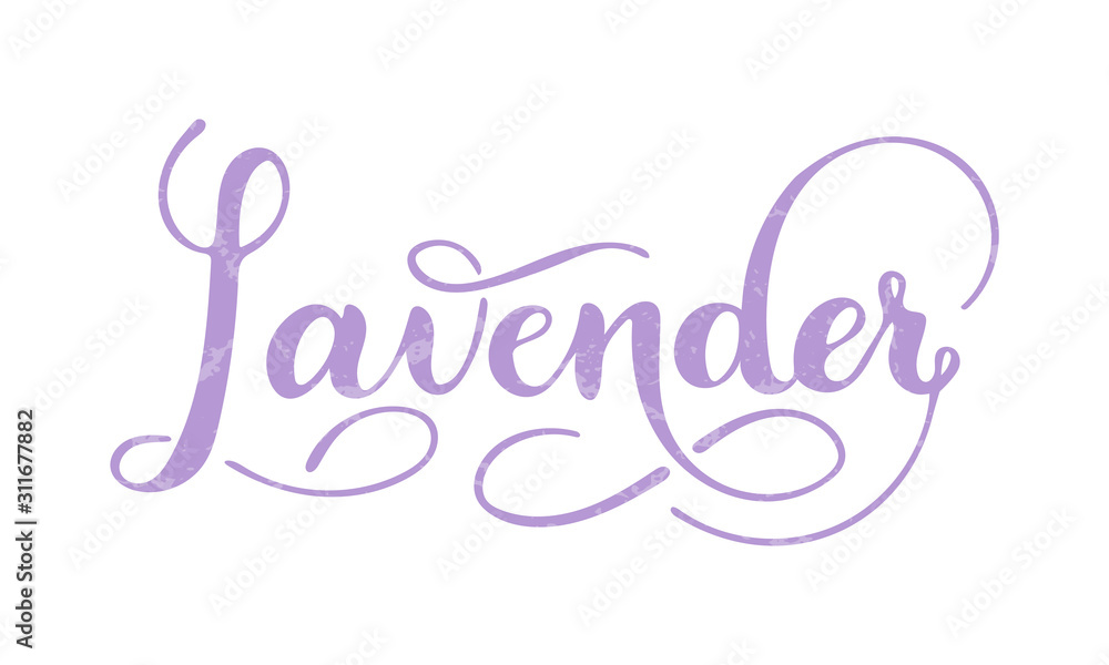 Vector hand written lavender text isolated on white background. Kitchen healthy herbs and spices for cooking. Script brushpen lettering with flourishes. Handwriting for banner, poster, product label Vector hand written lavender text isolated on white background. Kitchen healthy herbs and spices for cooking. Script brushpen lettering with flourishes. Handwriting for banner, poster, product label