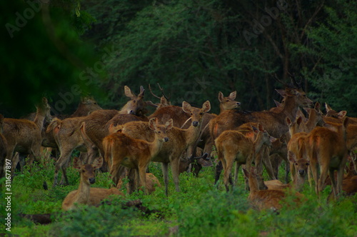 Fototapeta Naklejka Na Ścianę i Meble -  The Javan rusa or Sunda sambar (Rusa timorensis) is a deer species that is endemic to the islands of Java, Bali and Timor (including Timor Leste) in Indonesia. The Javan rusa mates around July.