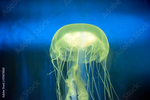 the jelly fish has lots of poisonous tentacles photo