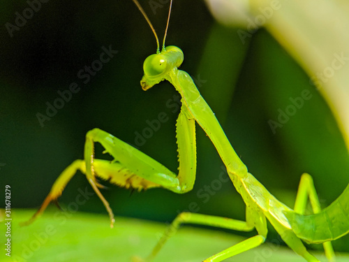 praying mantis on green background