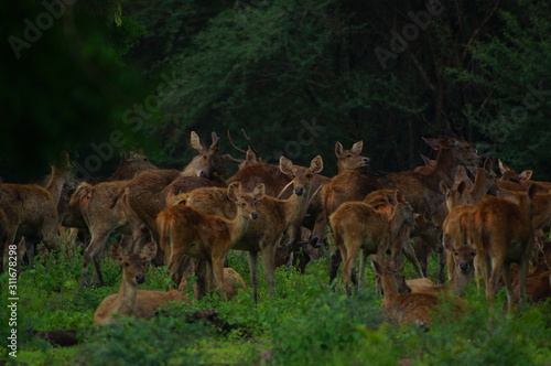 Fototapeta Naklejka Na Ścianę i Meble -  The Javan rusa or Sunda sambar (Rusa timorensis) is a deer species that is endemic to the islands of Java, Bali and Timor (including Timor Leste) in Indonesia.