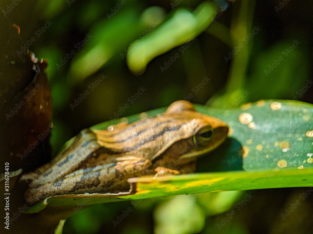 Obraz premium frog on leaf