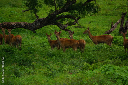 The Javan rusa or Sunda sambar (Rusa timorensis) is a deer species that is endemic to the islands of Java, Bali and Timor (including Timor Leste) in Indonesia. The Javan rusa mates around July.