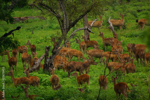 The Javan rusa or Sunda sambar (Rusa timorensis) is a deer species that is endemic to the islands of Java, Bali and Timor (including Timor Leste) in Indonesia. The Javan rusa mates around July. photo