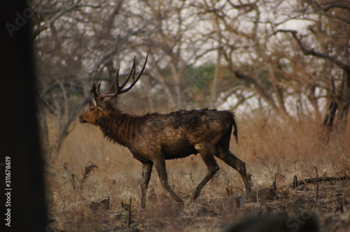 The Javan rusa or Sunda sambar (Rusa timorensis) is a deer species that is endemic to the islands of Java, Bali and Timor (including Timor Leste) in Indonesia. The Javan rusa mates around July.