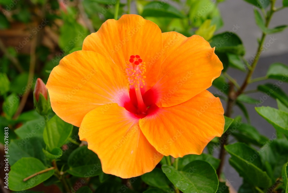 Orange hibiscus flower in garden Orange hibiscus flower in garden