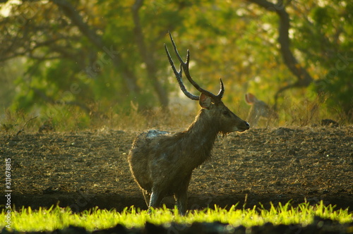 Fototapeta Naklejka Na Ścianę i Meble -  The Javan rusa or Sunda sambar (Rusa timorensis) is a deer species that is endemic to the islands of Java, Bali and Timor (including Timor Leste) in Indonesia. The Javan rusa mates around July.