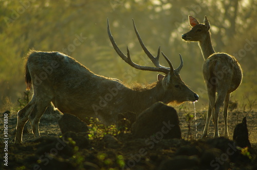 Fototapeta Naklejka Na Ścianę i Meble -  The Javan rusa or Sunda sambar (Rusa timorensis) is a deer species that is endemic to the islands of Java, Bali and Timor (including Timor Leste) in Indonesia. The Javan rusa mates around July.