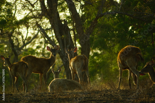 Fototapeta Naklejka Na Ścianę i Meble -  The Javan rusa or Sunda sambar (Rusa timorensis) is a deer species that is endemic to the islands of Java, Bali and Timor (including Timor Leste) in Indonesia.