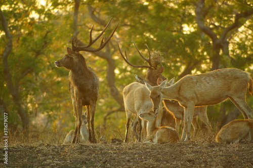 Fototapeta Naklejka Na Ścianę i Meble -  The Javan rusa or Sunda sambar (Rusa timorensis) is a deer species that is endemic to the islands of Java, Bali and Timor (including Timor Leste) in Indonesia. The Javan rusa mates around July.