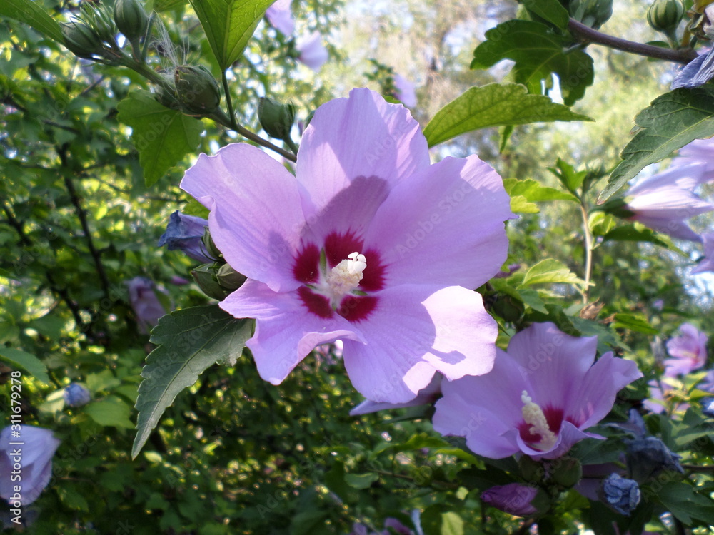 Purple flower Purple flower