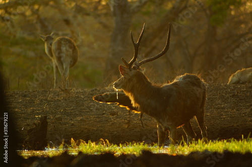 Fototapeta Naklejka Na Ścianę i Meble -  The Javan rusa or Sunda sambar (Rusa timorensis) is a deer species that is endemic to the islands of Java, Bali and Timor (including Timor Leste) in Indonesia. The Javan rusa mates around July.