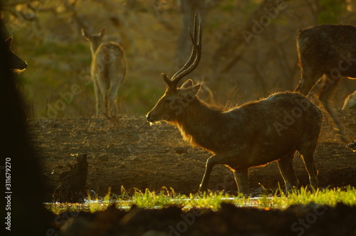 Fototapeta Naklejka Na Ścianę i Meble -  The Javan rusa or Sunda sambar (Rusa timorensis) is a deer species that is endemic to the islands of Java, Bali and Timor (including Timor Leste) in Indonesia.