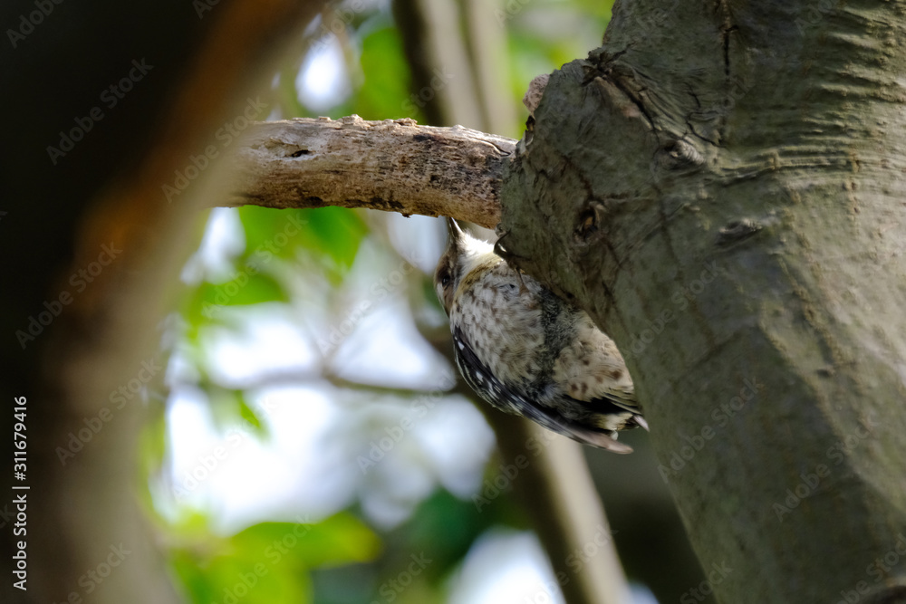 japanese pigmy  woodpecker on tree