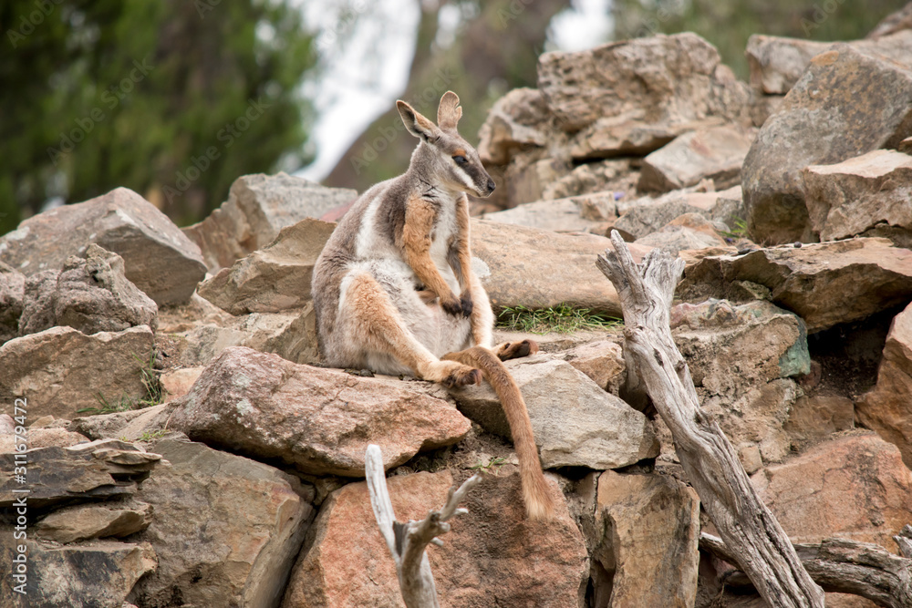 the Yellow footed rock wallaby is resting on the rocks the Yellow footed rock wallaby is resting on the rocks