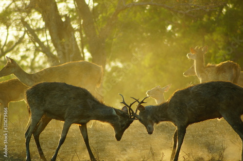 Fototapeta Naklejka Na Ścianę i Meble -  The Javan rusa or Sunda sambar (Rusa timorensis) is a deer species that is endemic to the islands of Java, Bali and Timor (including Timor Leste) in Indonesia.