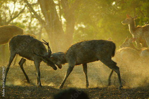 Fototapeta Naklejka Na Ścianę i Meble -  The Javan rusa or Sunda sambar (Rusa timorensis) is a deer species that is endemic to the islands of Java, Bali and Timor (including Timor Leste) in Indonesia. The Javan rusa mates around July.