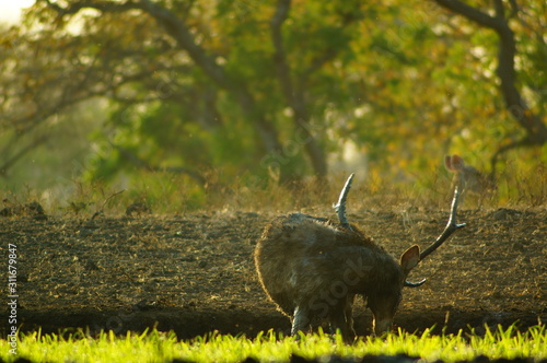 Fototapeta Naklejka Na Ścianę i Meble -  The Javan rusa or Sunda sambar (Rusa timorensis) is a deer species that is endemic to the islands of Java, Bali and Timor (including Timor Leste) in Indonesia. The Javan rusa mates around July.