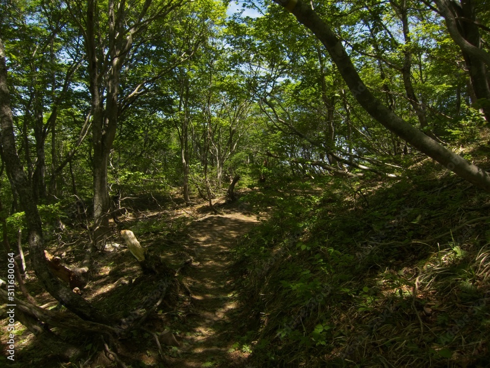 Fototapeta premium trail in the woods
