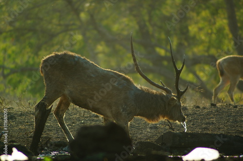 Fototapeta Naklejka Na Ścianę i Meble -  The Javan rusa or Sunda sambar (Rusa timorensis) is a deer species that is endemic to the islands of Java, Bali and Timor (including Timor Leste) in Indonesia. The Javan rusa mates around July.