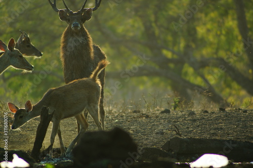 Fototapeta Naklejka Na Ścianę i Meble -  The Javan rusa or Sunda sambar (Rusa timorensis) is a deer species that is endemic to the islands of Java, Bali and Timor (including Timor Leste) in Indonesia. The Javan rusa mates around July.