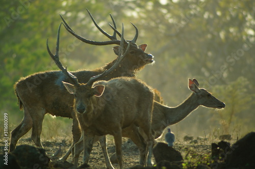 Fototapeta Naklejka Na Ścianę i Meble -  The Javan rusa or Sunda sambar (Rusa timorensis) is a deer species that is endemic to the islands of Java, Bali and Timor (including Timor Leste) in Indonesia. The Javan rusa mates around July.