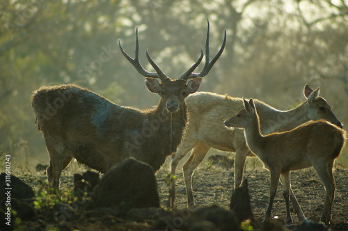 Fototapeta Naklejka Na Ścianę i Meble -  The Javan rusa or Sunda sambar (Rusa timorensis) is a deer species that is endemic to the islands of Java, Bali and Timor (including Timor Leste) in Indonesia.