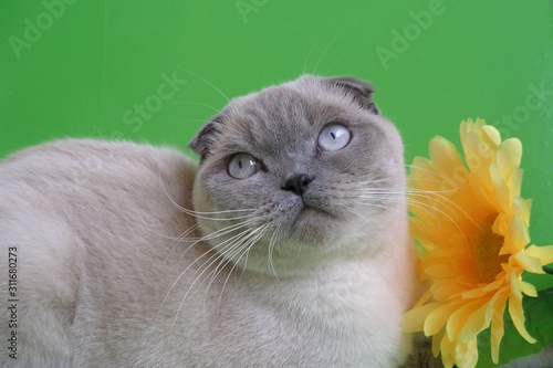 Fototapeta Naklejka Na Ścianę i Meble -  Cat Scottish Fold breed. Blue point color. Cat on a green background with a yellow flower.