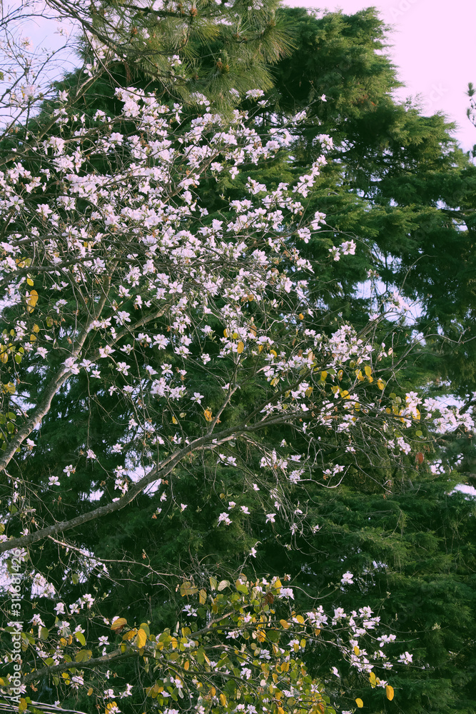 beautiful white Bauhinia variegata flower bloom on green leaves background in spring, Da Lat city beautiful white Bauhinia variegata flower bloom on green leaves background in spring, Da Lat city
