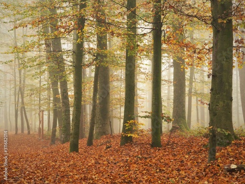 Walk through a mystic and foggy forest in autumn