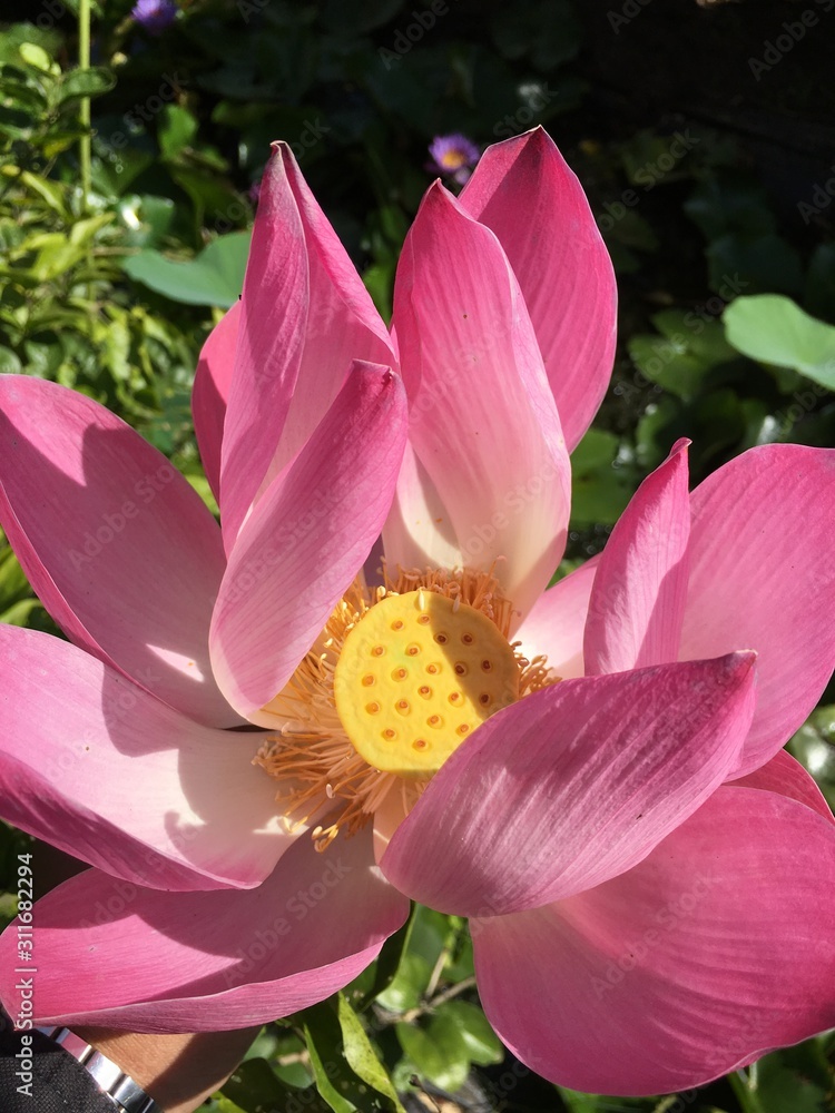 pink water lily pink water lily