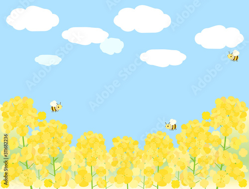 菜の花13　 菜の花畑