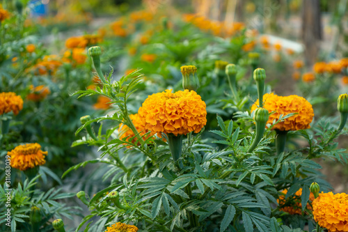 Close up Of Marigold Flower