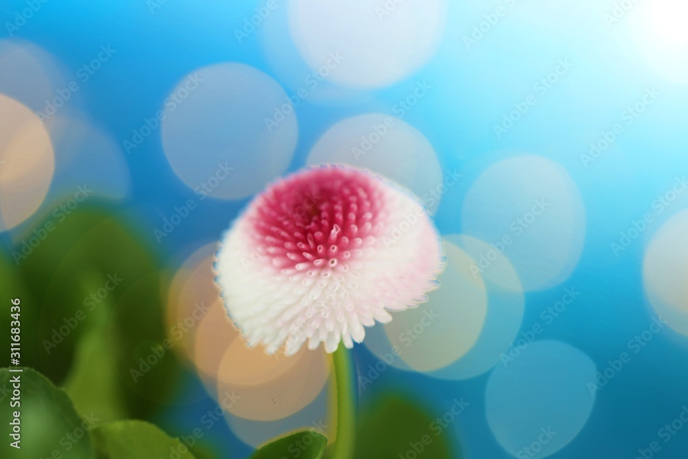 spring flowers. White-pink daisy on a blue background with white bokeh. Spring time. Floral tender spring background spring flowers. White-pink daisy on a blue background with white bokeh. Spring time. Floral tender spring background