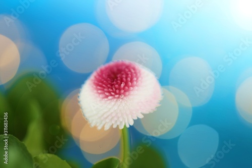 Fototapeta Naklejka Na Ścianę i Meble -  spring flowers. White-pink daisy on a blue  background with white bokeh. Spring time. Floral tender spring background