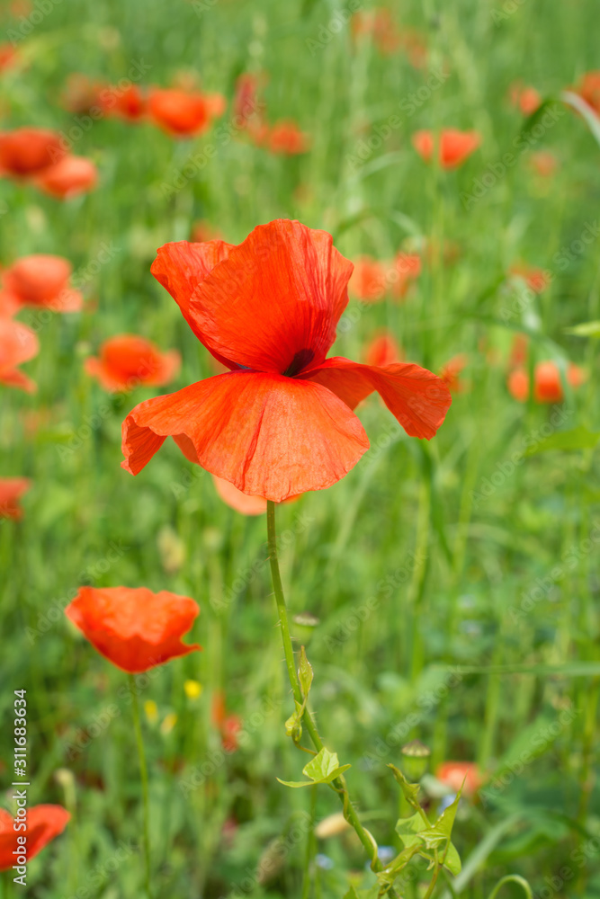Poppy flower on a blurry background Poppy flower on a blurry background