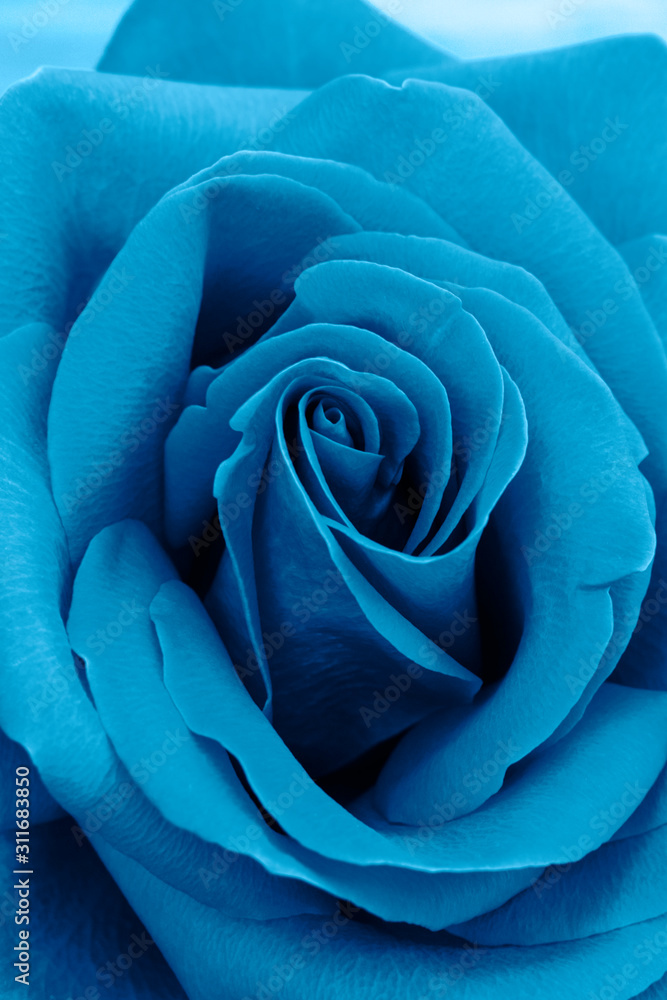 Flower bright beautiful rose in blue colors. Close up. The main color trend of 2020 year. Flower bright beautiful rose in blue colors. Close up. The main color trend of 2020 year.
