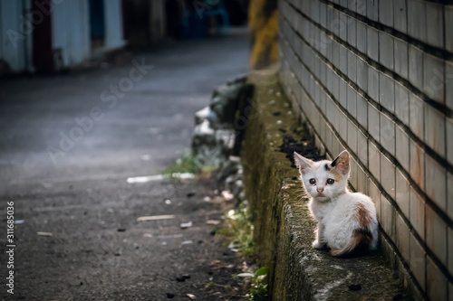 little stray cat sit at a street photo