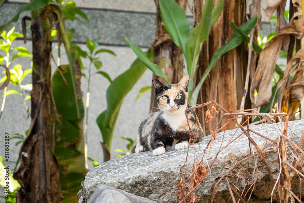 Obraz premium tortoiseshell stray cat