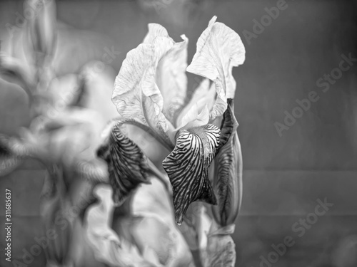 iris flowers in the garden, black and white photo.