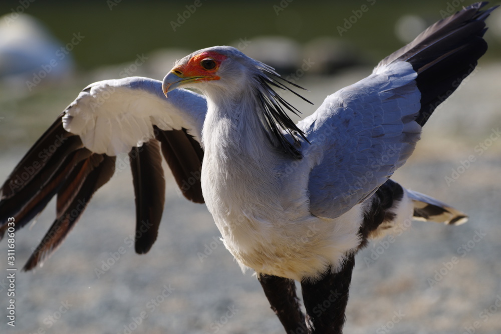 羽を広げたヘビクイワシ Stock 写真 Adobe Stock