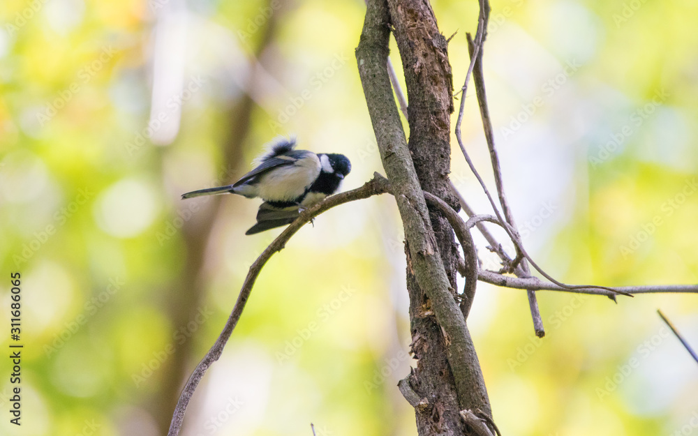 Naklejka premium シジュウカラ
