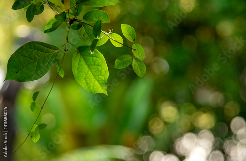 Green leaves and ivy with blurred background. Green nature background.