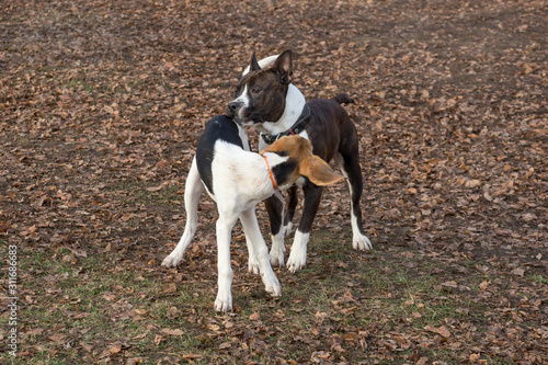 American staffordshire terrier and estonian hound puppy are playing in the autumn park. Pet animals.