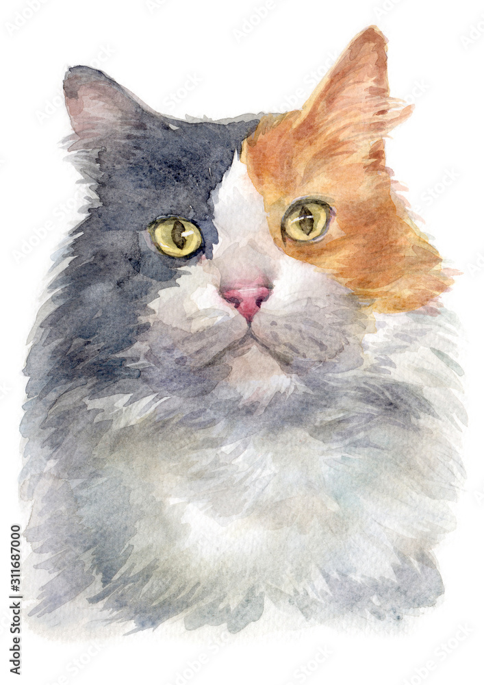 Water colour painting of Dilute calico Cat 050