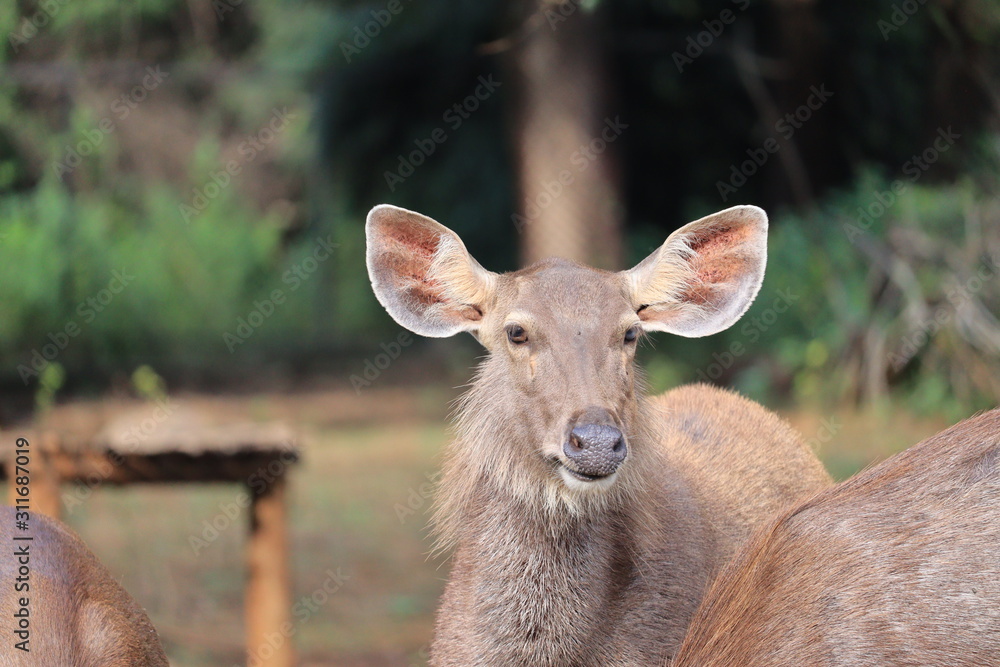 Great Adult Noble Red Deer With Big Horns, Beautifully Turned Head. European Wildlife Landscape With Deer Stag. Portrait Of Lonely Deer With Big Antlers At Birch Forest Background,india
