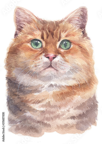 Water colour painting of Hosico Cat 052