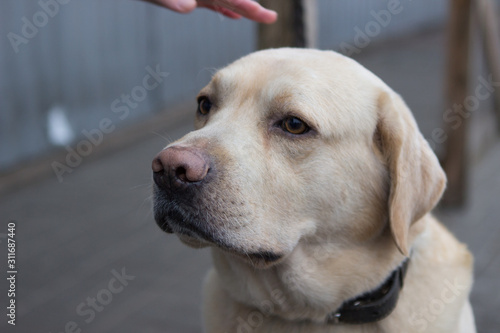 sad tied dog Labrador is waiting for its owner sitting at the store. Portrait. © bela_zamsha