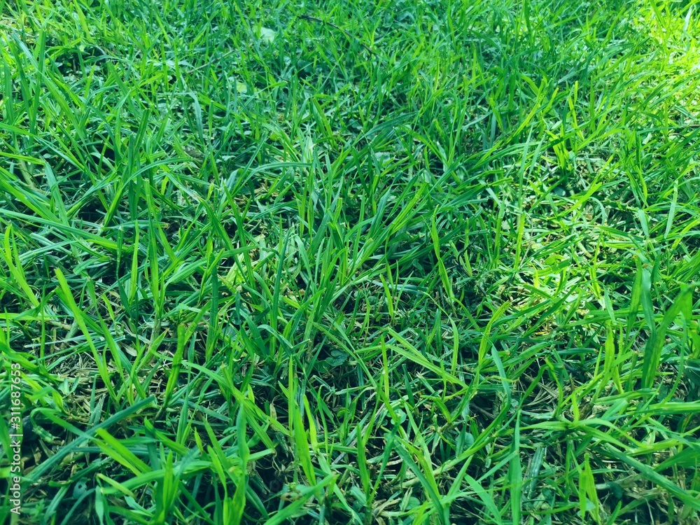 background of green lawn background of green lawn